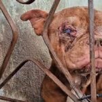 Polícia resgata 50 cães em canil clandestino no Rio - 08/10/2025 - Cotidiano