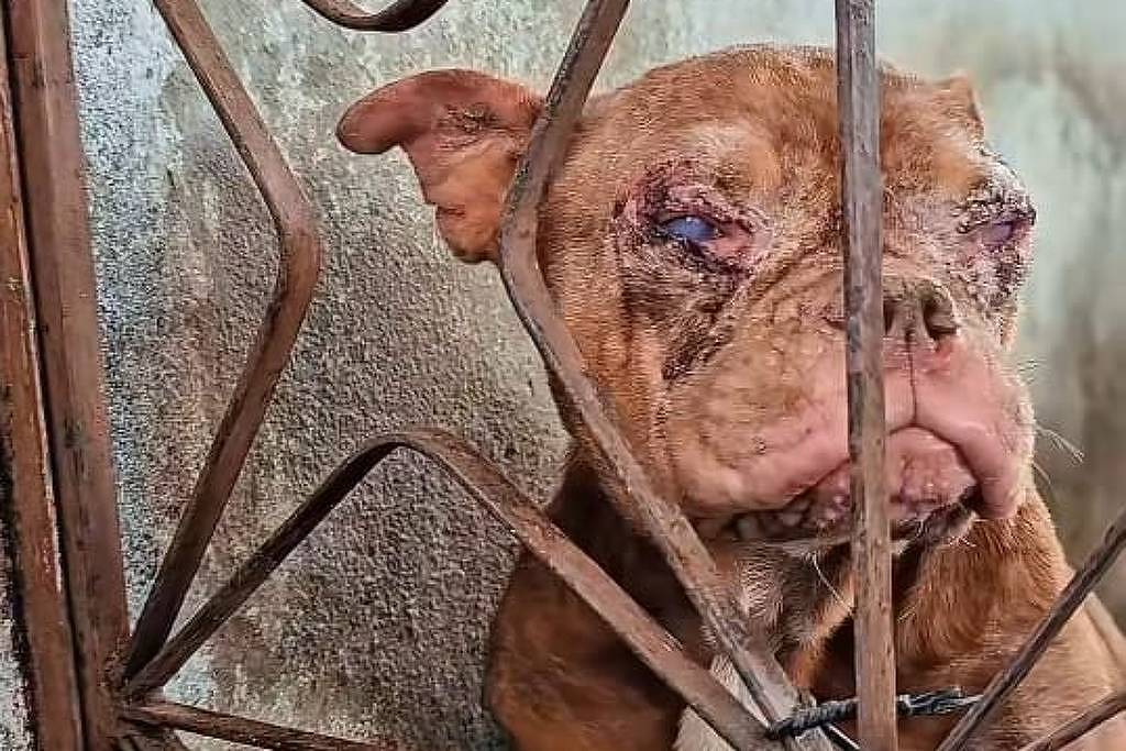 Polícia resgata 50 cães em canil clandestino no Rio - 08/10/2025 - Cotidiano