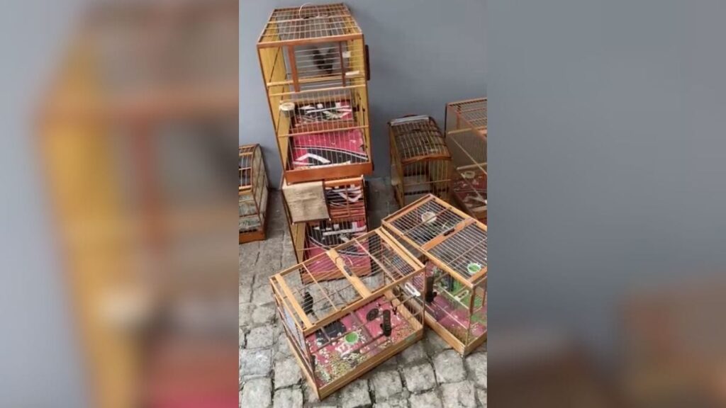 Polícia resgata mais de 200 pássaros vítimas de maus-tratos em SC