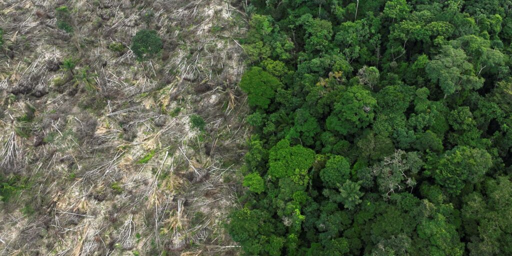 Restauro florestal pode render US$ 100 bi por ano a países tropicais