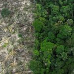 Restauro florestal pode render US$ 100 bi por ano a países tropicais
