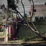 Vendaval provoca queda de árvores em São Paulo - 19/10/2025 - Cotidiano