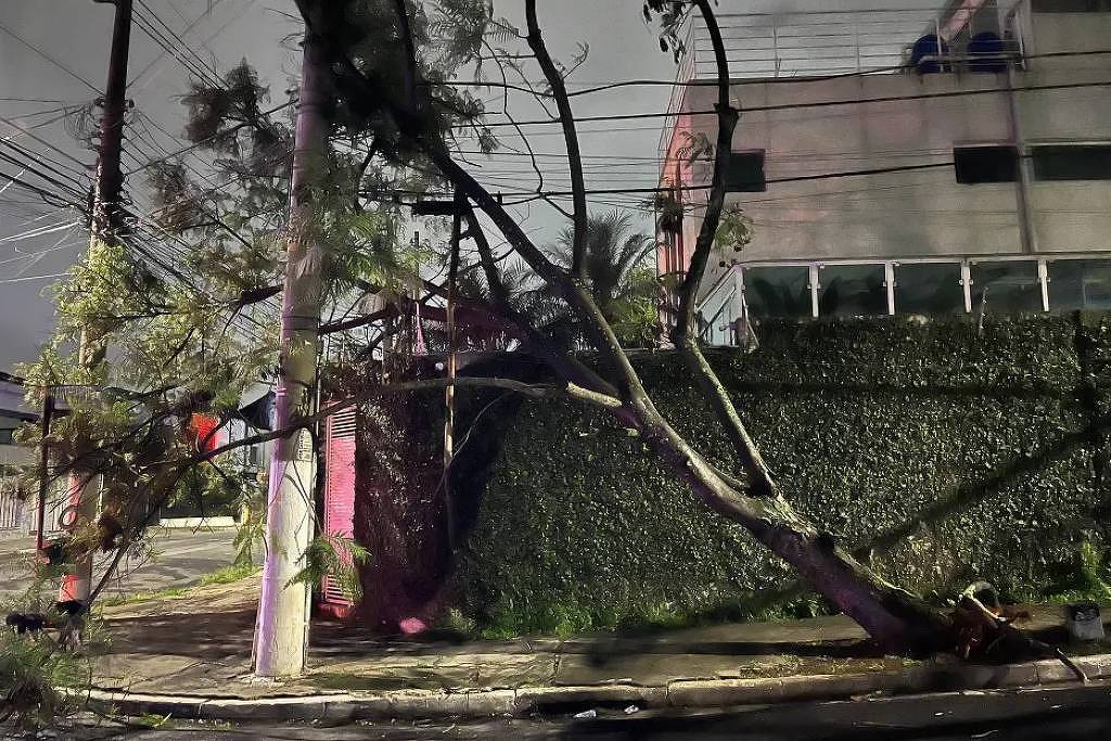 Vendaval provoca queda de árvores em São Paulo - 19/10/2025 - Cotidiano