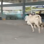 Boi invade supermercado em Palmares e causa susto entre clientes; veja vídeo