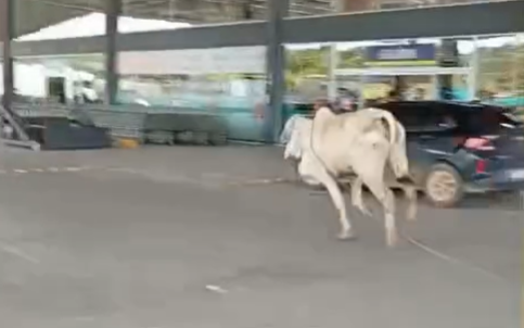 Boi invade supermercado em Palmares e causa susto entre clientes; veja vídeo
