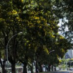 COP30: Brasil lança plano nacional para aumentar arborização urbana