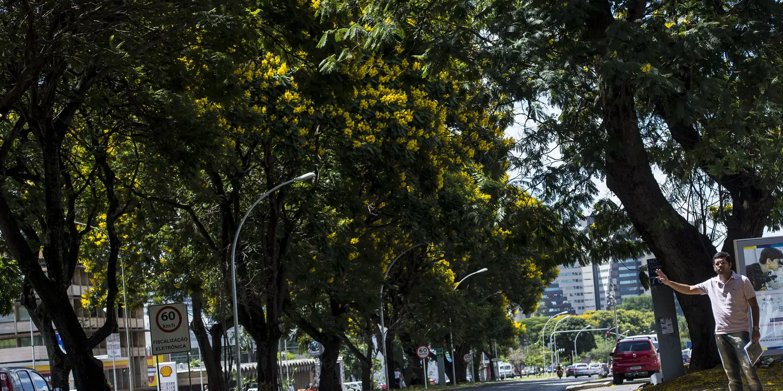 COP30: Brasil lança plano nacional para aumentar arborização urbana