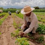 Caruaru abre inscrições para curso que fortalece agricultura familiar e práticas agroecológicas