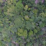 Exposição digital mostra vida nos seis biomas brasileiros