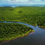 Exposição no CCBB RJ destaca importância e riqueza dos manguezais