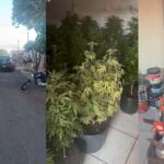 Homem morre em confronto com a PM ao ser pego com plantação de maconha
