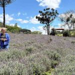 Lavanda, rosas e mel são atração de turismo rural em Ivaiporã