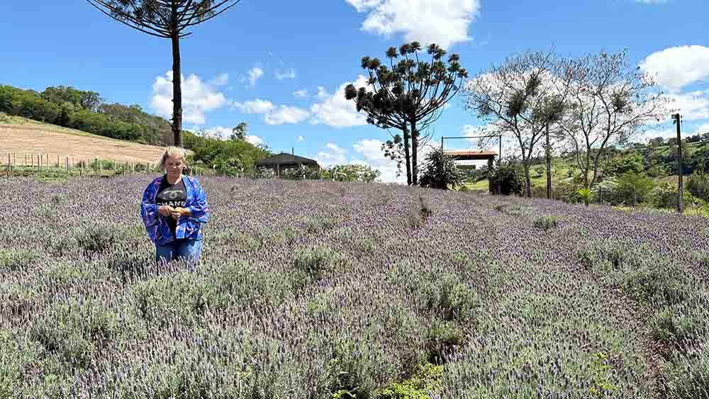 Lavanda, rosas e mel são atração de turismo rural em Ivaiporã