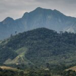 SOS Mata Atlântica mobiliza setor privado para conservação do bioma