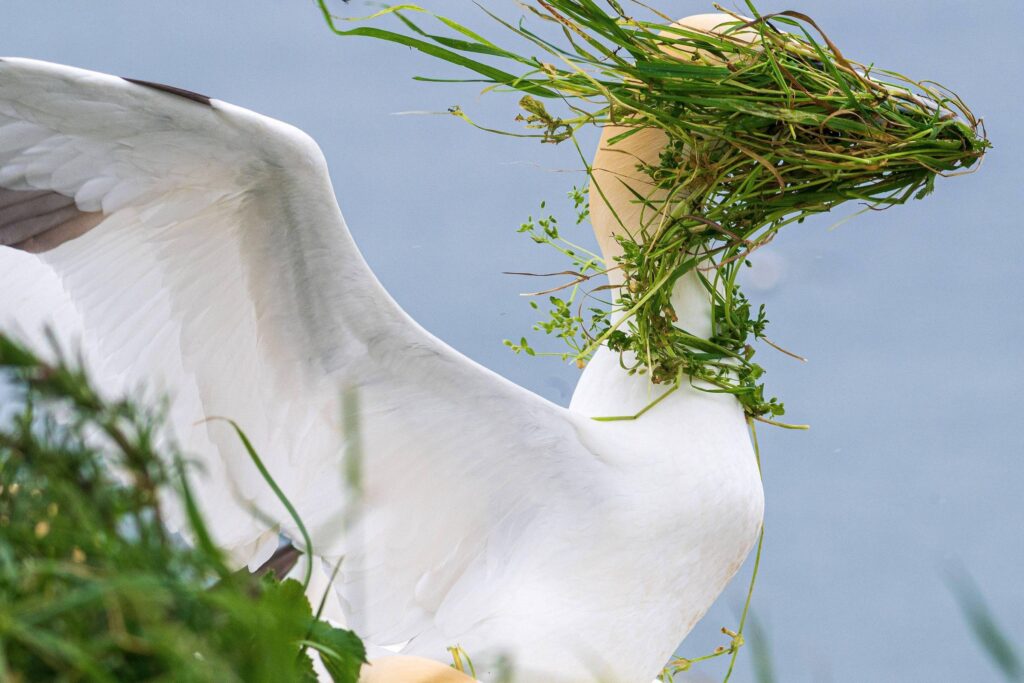 Comédia da vida selvagem: os ganhadores do prêmio com as fotos de animais mais divertidas de 2025 - 20/12/2025 - Ambiente