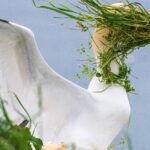 Comédia da vida selvagem: os ganhadores do prêmio com as fotos de animais mais divertidas de 2025 - 20/12/2025 - Ambiente