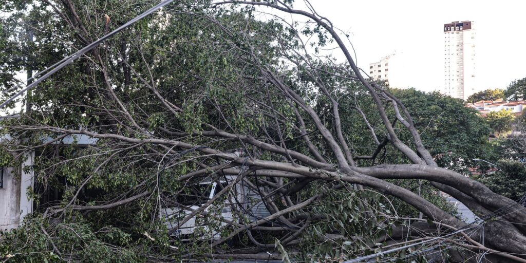 Defesa Civil de SP recebe 514 chamados por quedas de árvores