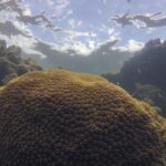 El Niño afeta ecossistema marinho no Oceano Atlântico, diz estudo