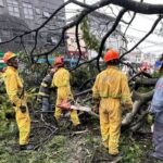 Guarulhos: árvore cai em ponto de ônibus e mata mulher - 13/12/2025 - Cotidiano