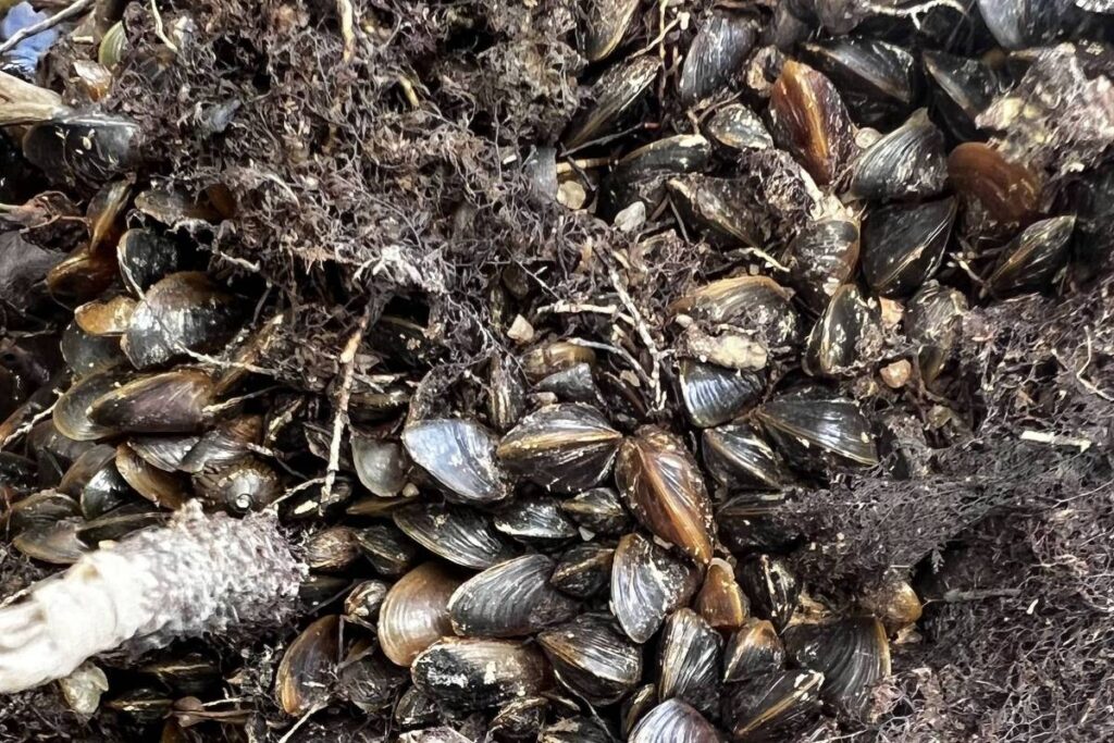 Mexilhão invasor se adapta a rios da amazônia - 19/12/2025 - Ambiente