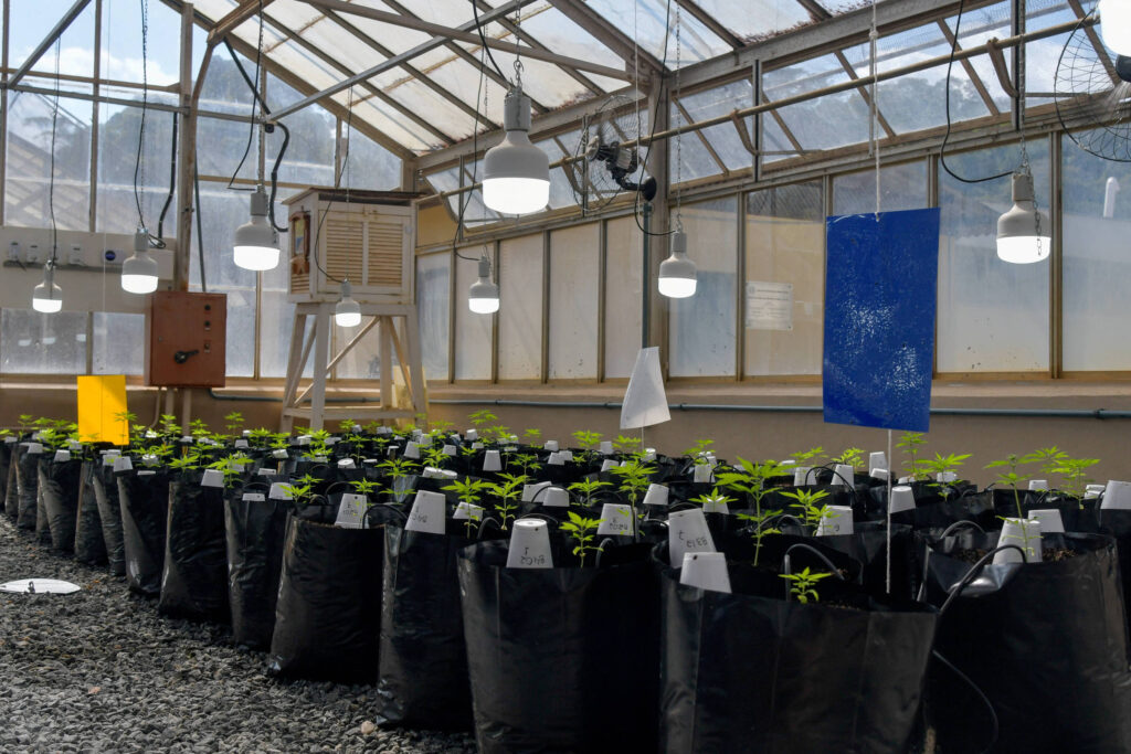 Microdoses de Cannabis pode ajudar idosos com Alzheimer - 04/12/2025 - Equilíbrio e Saúde