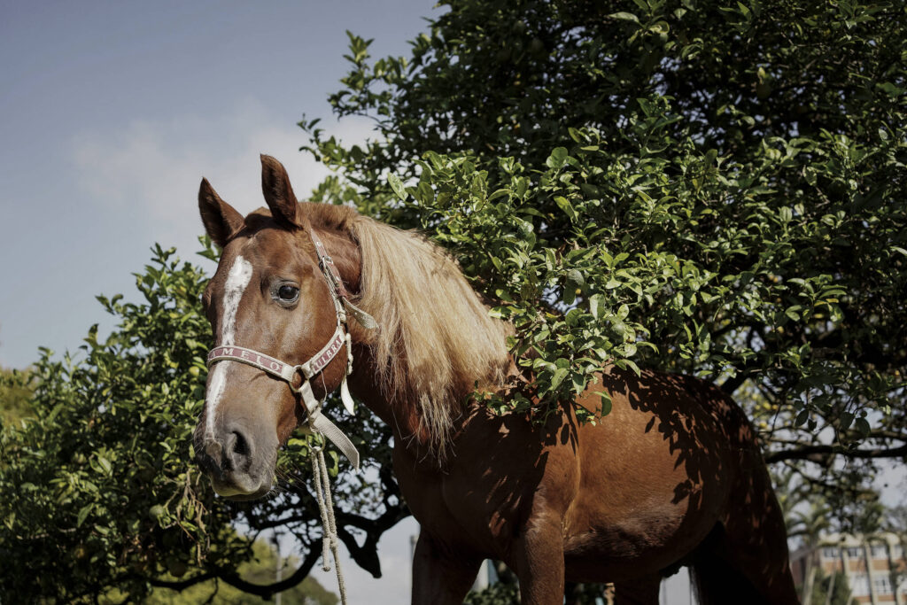 RS terá monumento do cavalo Caramelo no Vale do Taquari - 20/12/2025 - Cotidiano
