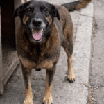 Orelha, cão comunitário da Praia Brava, precisou passar por eutanásia após ser espancado em Florianópolis (SC)