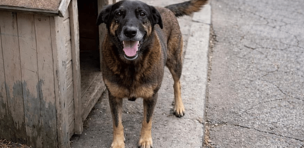 Orelha, cão comunitário da Praia Brava, precisou passar por eutanásia após ser espancado em Florianópolis (SC)