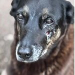 Caso Orelha: o que se sabe sobre até agora sobre a morte do cão em SC