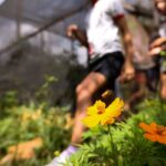 Dia da Educação Ambiental destaca iniciativas de conscientização