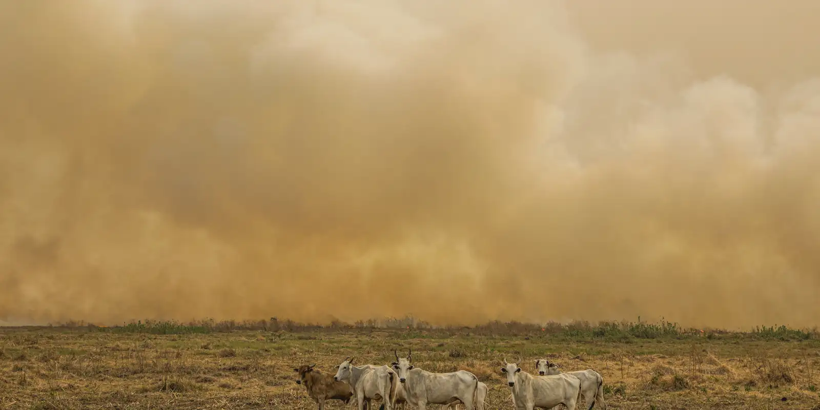 Janeiro tem número de focos de calor duas vezes maior que a média