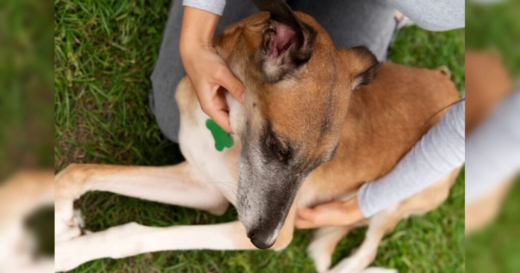 Mulher que fez sexo com cachorro é investigada pela polícia no Paraná