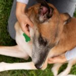 Mulher que fez sexo com cachorro é investigada pela polícia no Paraná