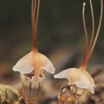Parasita, planta rouba sua energia e nutrientes de fungos - 09/01/2026 - Ciência