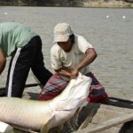 Pesquisa inédita com genoma protege espécies de peixes da Amazônia