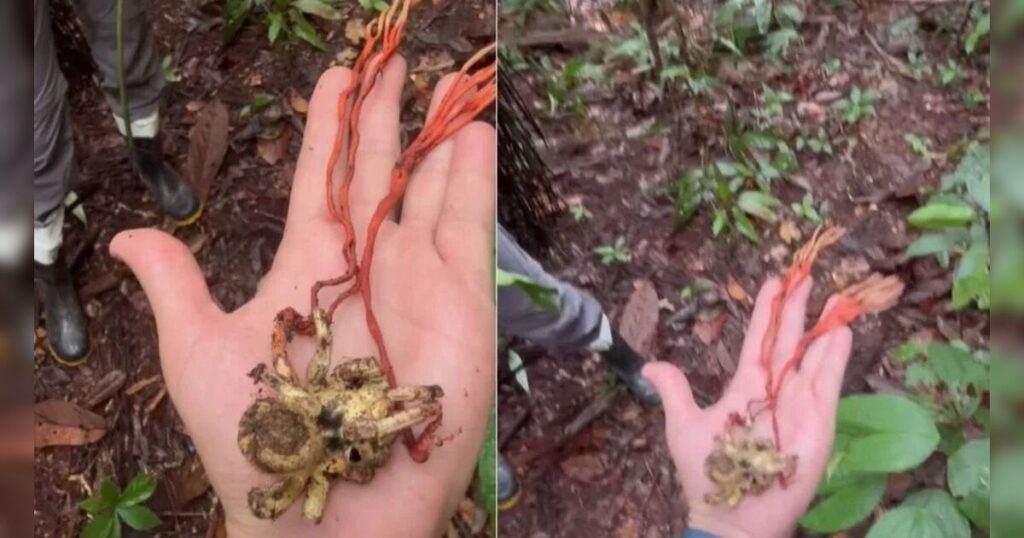 Pesquisadores encontram tarântula infectada por fungo "zumbi" no Amazonas