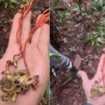 Pesquisadores encontram tarântula infectada por fungo "zumbi" no Amazonas