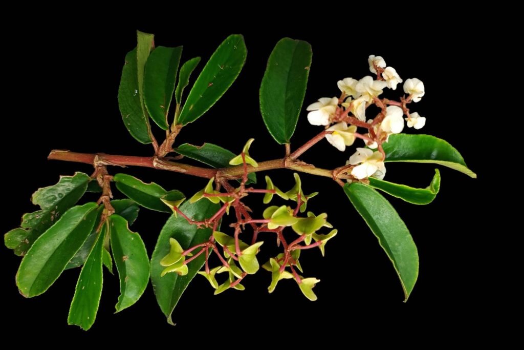 Begônia considerada extinta é achada em ilha após cem anos - 18/02/2026 - Ciência