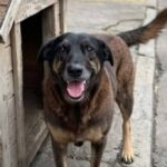 Cão Orelha: 'esperamos que a verdade venha à tona' - 01/02/2026 - Cotidiano