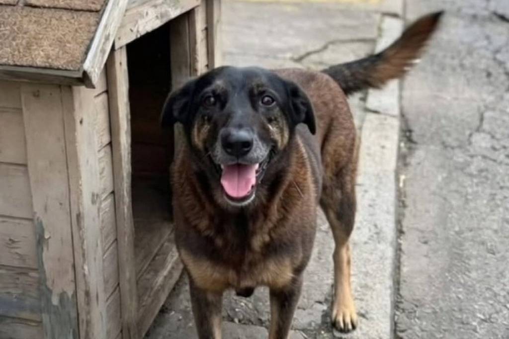 Cão Orelha: 'esperamos que a verdade venha à tona' - 01/02/2026 - Cotidiano