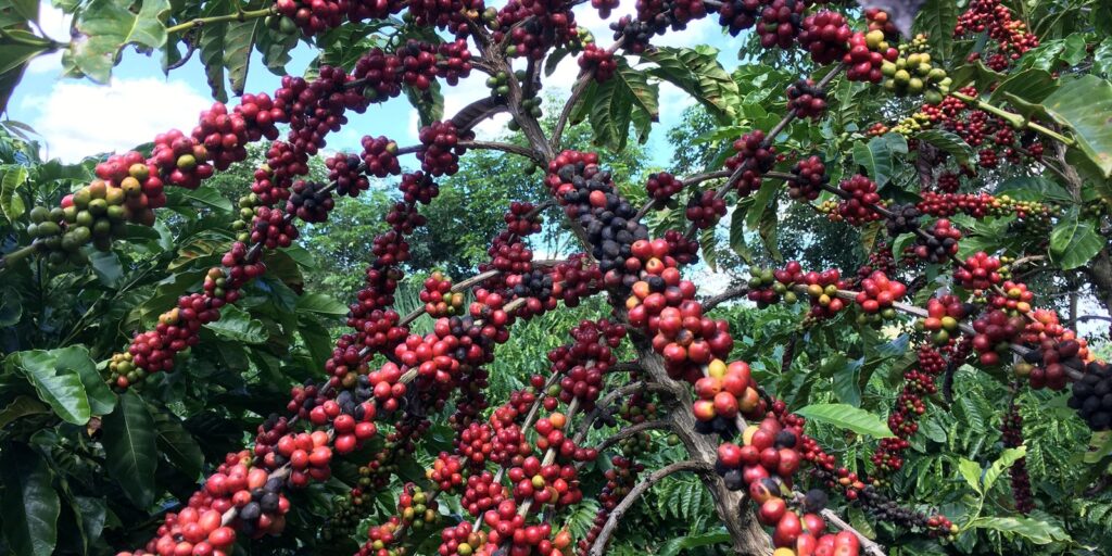 Conab prevê colheita recorde de café com crescimento de 17,1% em 2026
