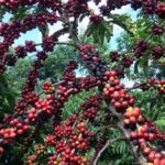Conab prevê colheita recorde de café com crescimento de 17,1% em 2026