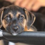 Convívio com animais e ações educativas ensinam a combater violência