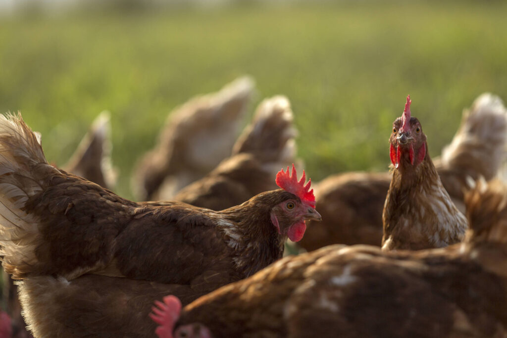 Frango: Brasil busca facilitar comércio com a Índia - 20/02/2026 - Economia