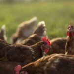 Frango: Brasil busca facilitar comércio com a Índia - 20/02/2026 - Economia