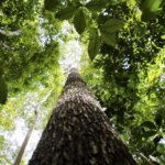 Governo avalia editar decreto sobre licenciamento ambiental