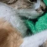 Apesar dos ferimentos graves causados pela queda, o animal sobreviveu e está sob cuidados de uma ONG