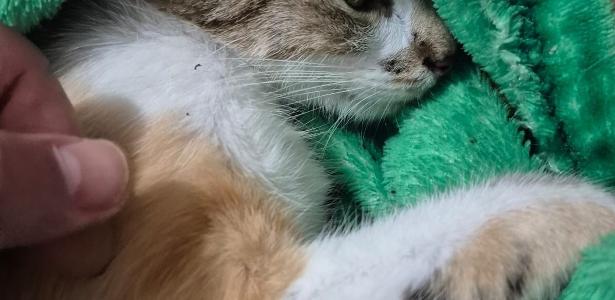 Apesar dos ferimentos graves causados pela queda, o animal sobreviveu e está sob cuidados de uma ONG