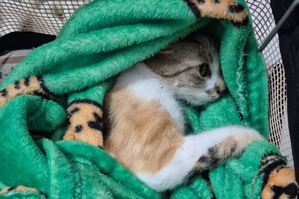 Mulher joga gata do 12º andar em Curitiba e é presa - 06/02/2026 - Cotidiano