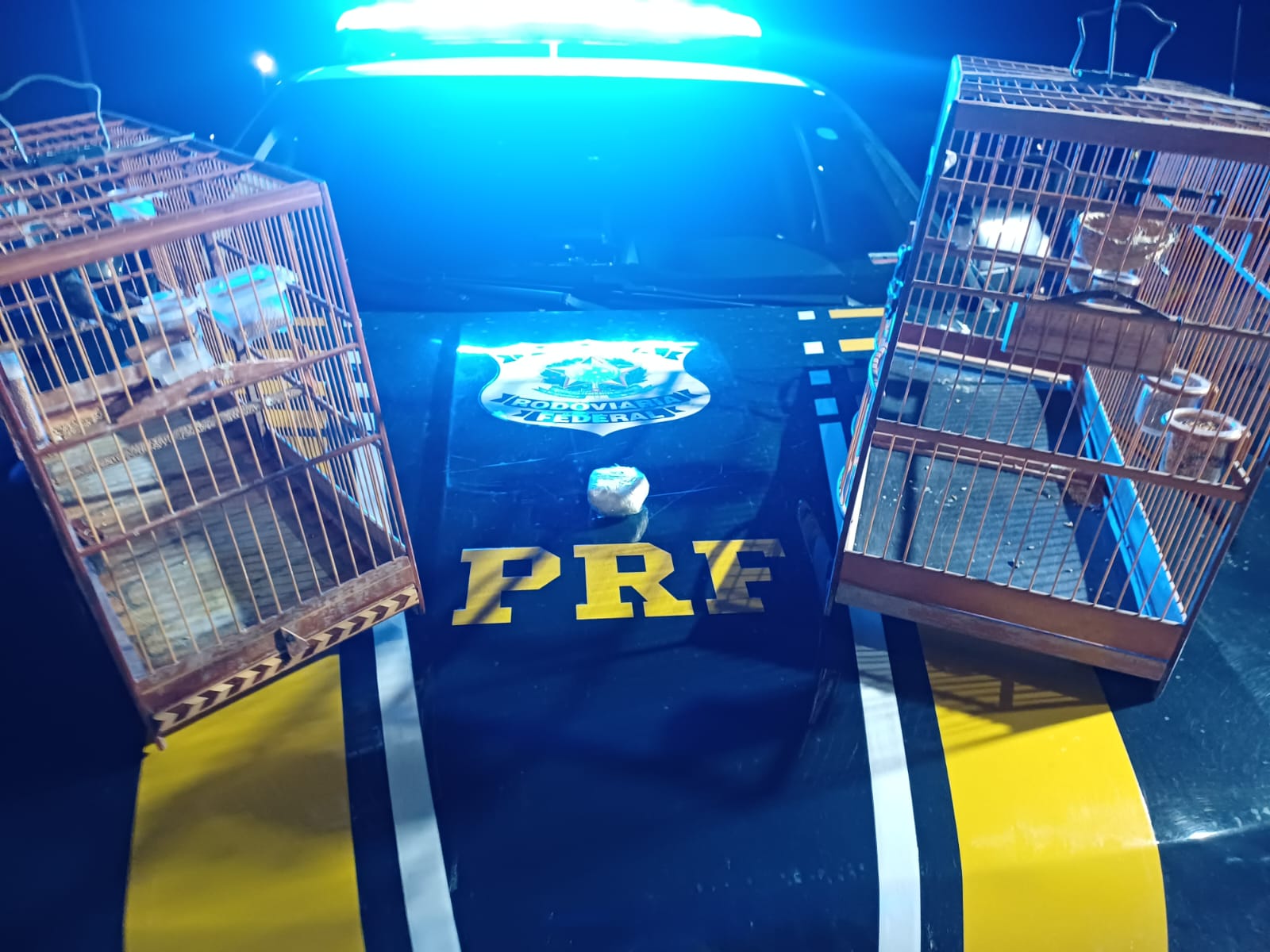 Perseguição na BR-104 termina com apreensão de drogas e aves irregulares em Caruaru